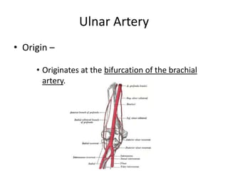 Ulnar Artery
• Origin –

     • Originates at the bifurcation of the brachial
       artery.
 
