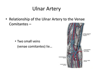 Ulnar Artery
• Relationship of the Ulnar Artery to the Venae
  Comitantes –



     • Two small veins
       (venae comitantes) lie…
 