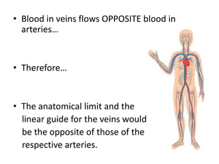 • Blood in veins flows OPPOSITE blood in
  arteries…


• Therefore…


• The anatomical limit and the
  linear guide for the veins would
  be the opposite of those of the
  respective arteries.
 