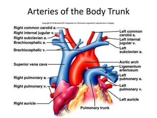 Arteries of the Body Trunk
 
