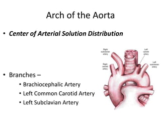 Arch of the Aorta
• Center of Arterial Solution Distribution




• Branches –
     • Brachiocephalic Artery
     • Left Common Carotid Artery
     • Left Subclavian Artery
 