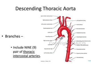 Descending Thoracic Aorta



• Branches –

     • Include NINE (9)
       pair of thoracic
       intercostal arteries.
 