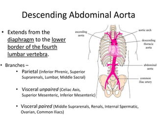 Descending Abdominal Aorta
• Extends from the
  diaphragm to the lower
  border of the fourth
  lumbar vertebra.
• Branches –
      • Parietal (Inferior Phrenic, Superior
           Suprarenals, Lumbar, Middle Sacral)

        • Visceral unpaired (Celiac Axis,
           Superior Mesenteric, Inferior Mesenteric)

        • Visceral paired (Middle Suprarenals, Renals, Internal Spermatic,
          Ovarian, Common Iliacs)
 