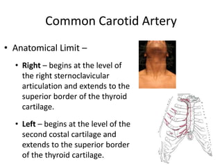 Common Carotid Artery
• Anatomical Limit –
  • Right – begins at the level of
    the right sternoclavicular
    articulation and extends to the
    superior border of the thyroid
    cartilage.

  • Left – begins at the level of the
    second costal cartilage and
    extends to the superior border
    of the thyroid cartilage.
 