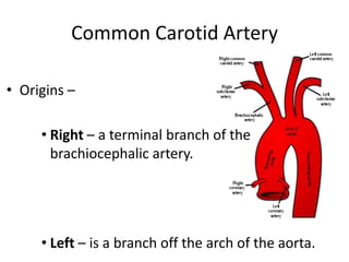 Common Carotid Artery

• Origins –

     • Right – a terminal branch of the
       brachiocephalic artery.




     • Left – is a branch off the arch of the aorta.
 