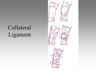 Collateral
Ligament
 
