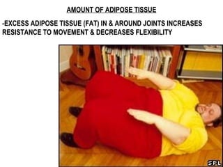 AMOUNT OF ADIPOSE TISSUE
-EXCESS ADIPOSE TISSUE (FAT) IN & AROUND JOINTS INCREASES
RESISTANCE TO MOVEMENT & DECREASES FLEXIBILITY
 