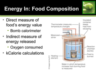 Energy In: Food CompositionEnergy In: Food Composition
• Direct measure of
food’s energy value
• Bomb calorimeter
• Indirect measure of
energy released
• Oxygen consumed
• kCalorie calculations
 