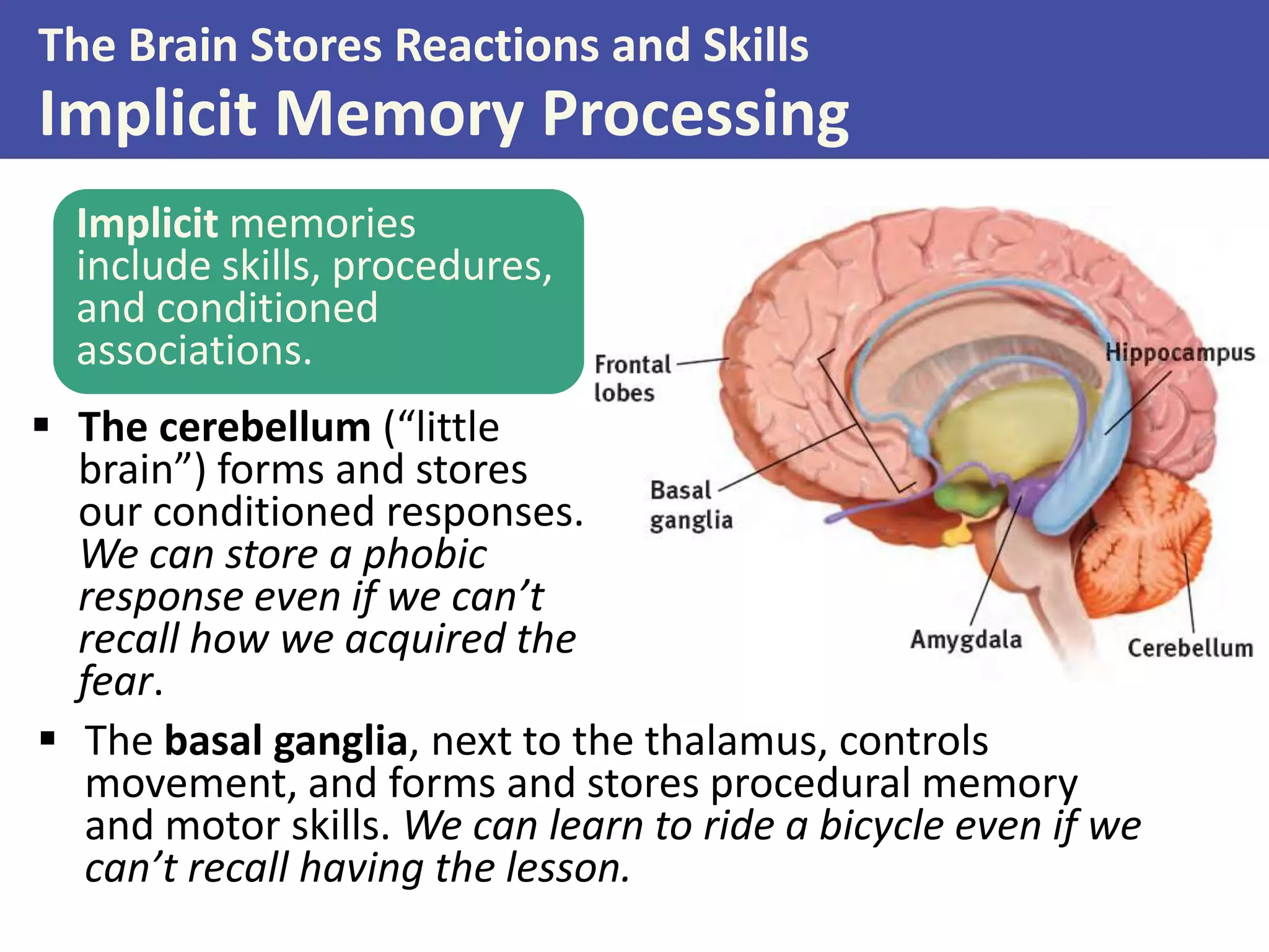 The Brain Stores Reactions and Skills

Implicit Memory Processing
Implicit memories
include skills, procedures,
and conditioned
associations.
 The cerebellum (“little
brain”) forms and stores
our conditioned responses.
We can store a phobic
response even if we can’t
recall how we acquired the
fear.
 The basal ganglia, next to the thalamus, controls
movement, and forms and stores procedural memory
and motor skills. We can learn to ride a bicycle even if we
can’t recall having the lesson.

 