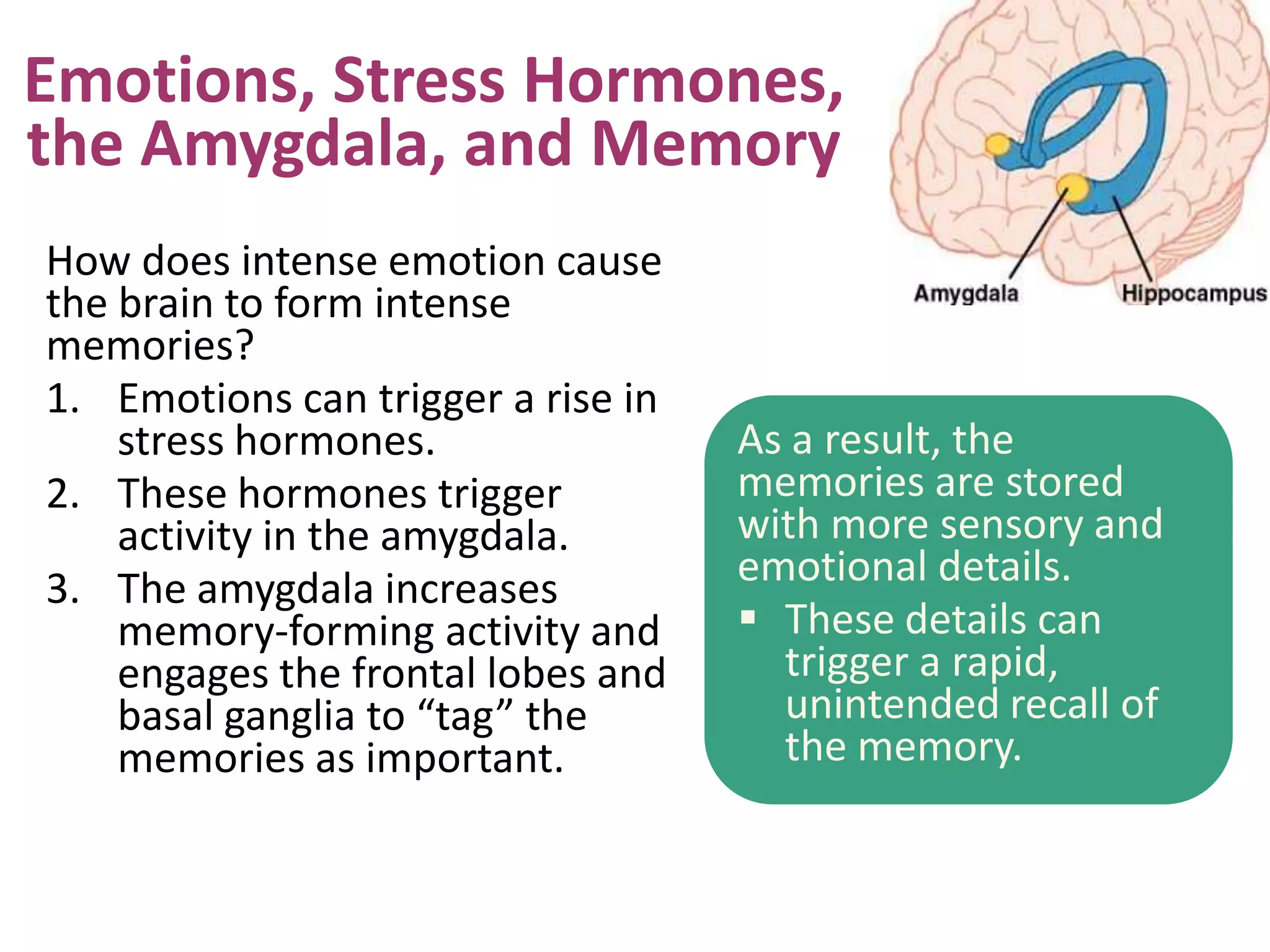 Emotions, Stress Hormones,
the Amygdala, and Memory
How does intense emotion cause
the brain to form intense
memories?
1. Emotions can trigger a rise in
stress hormones.
2. These hormones trigger
activity in the amygdala.
3. The amygdala increases
memory-forming activity and
engages the frontal lobes and
basal ganglia to “tag” the
memories as important.

As a result, the
memories are stored
with more sensory and
emotional details.
 These details can
trigger a rapid,
unintended recall of
the memory.

 
