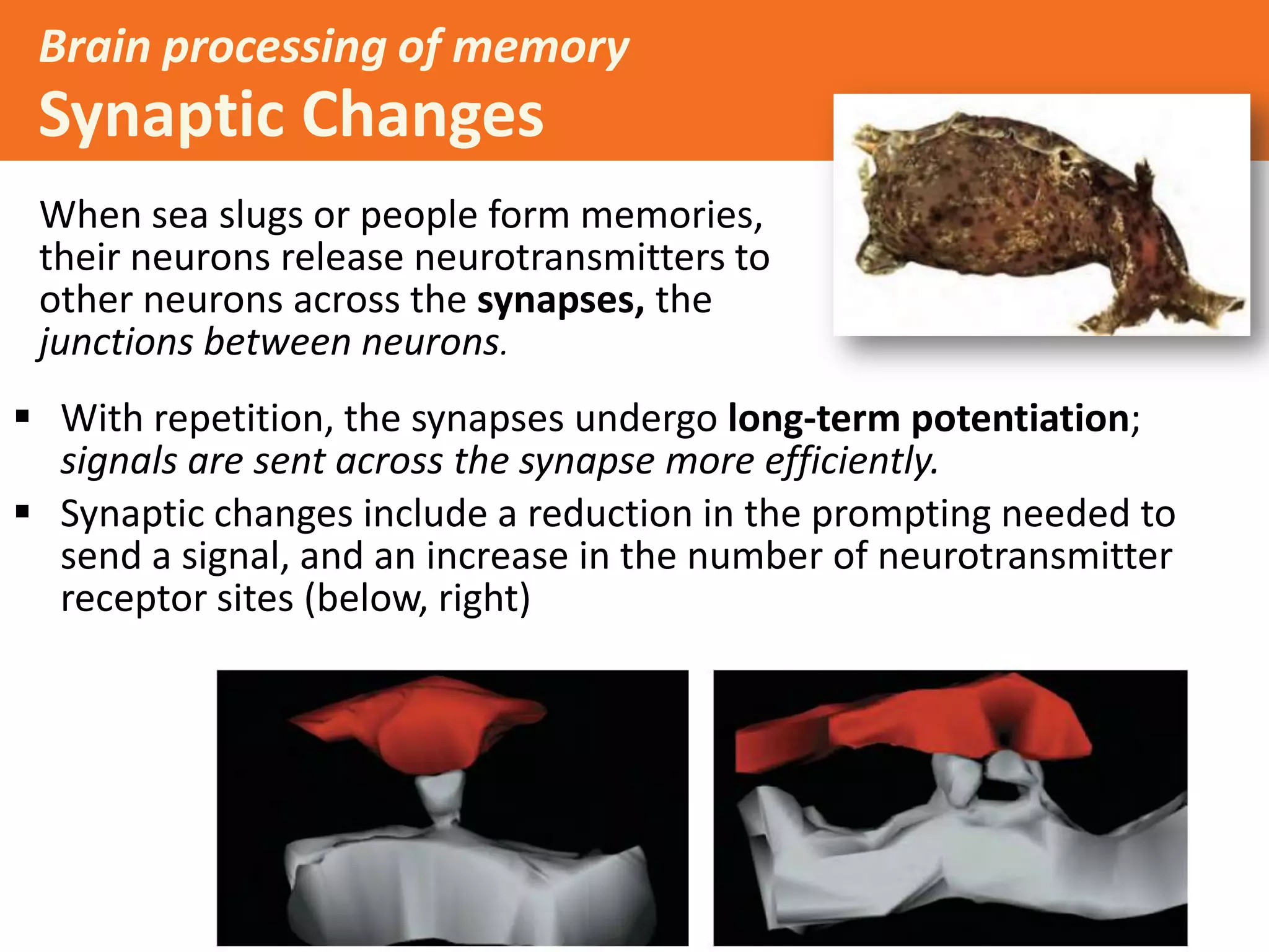 Brain processing of memory

Synaptic Changes
When sea slugs or people form memories,
their neurons release neurotransmitters to
other neurons across the synapses, the
junctions between neurons.

 With repetition, the synapses undergo long-term potentiation;
signals are sent across the synapse more efficiently.
 Synaptic changes include a reduction in the prompting needed to
send a signal, and an increase in the number of neurotransmitter
receptor sites (below, right)

 