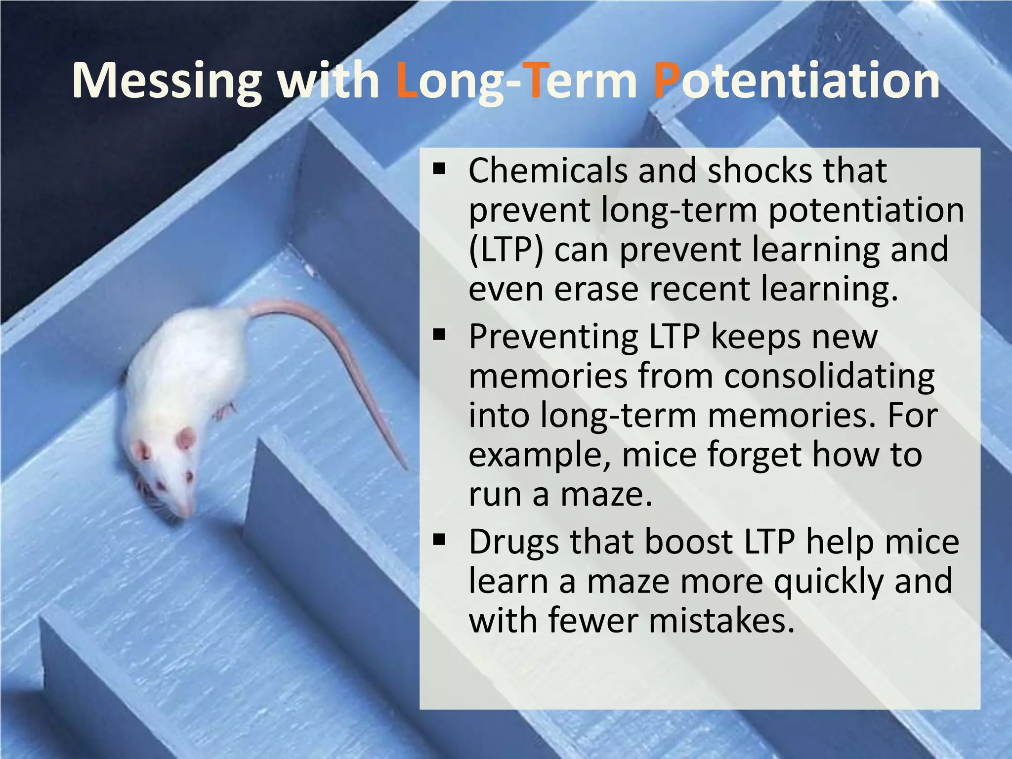 Messing with Long-Term Potentiation
 Chemicals and shocks that
prevent long-term potentiation
(LTP) can prevent learning and
even erase recent learning.
 Preventing LTP keeps new
memories from consolidating
into long-term memories. For
example, mice forget how to
run a maze.
 Drugs that boost LTP help mice
learn a maze more quickly and
with fewer mistakes.

 