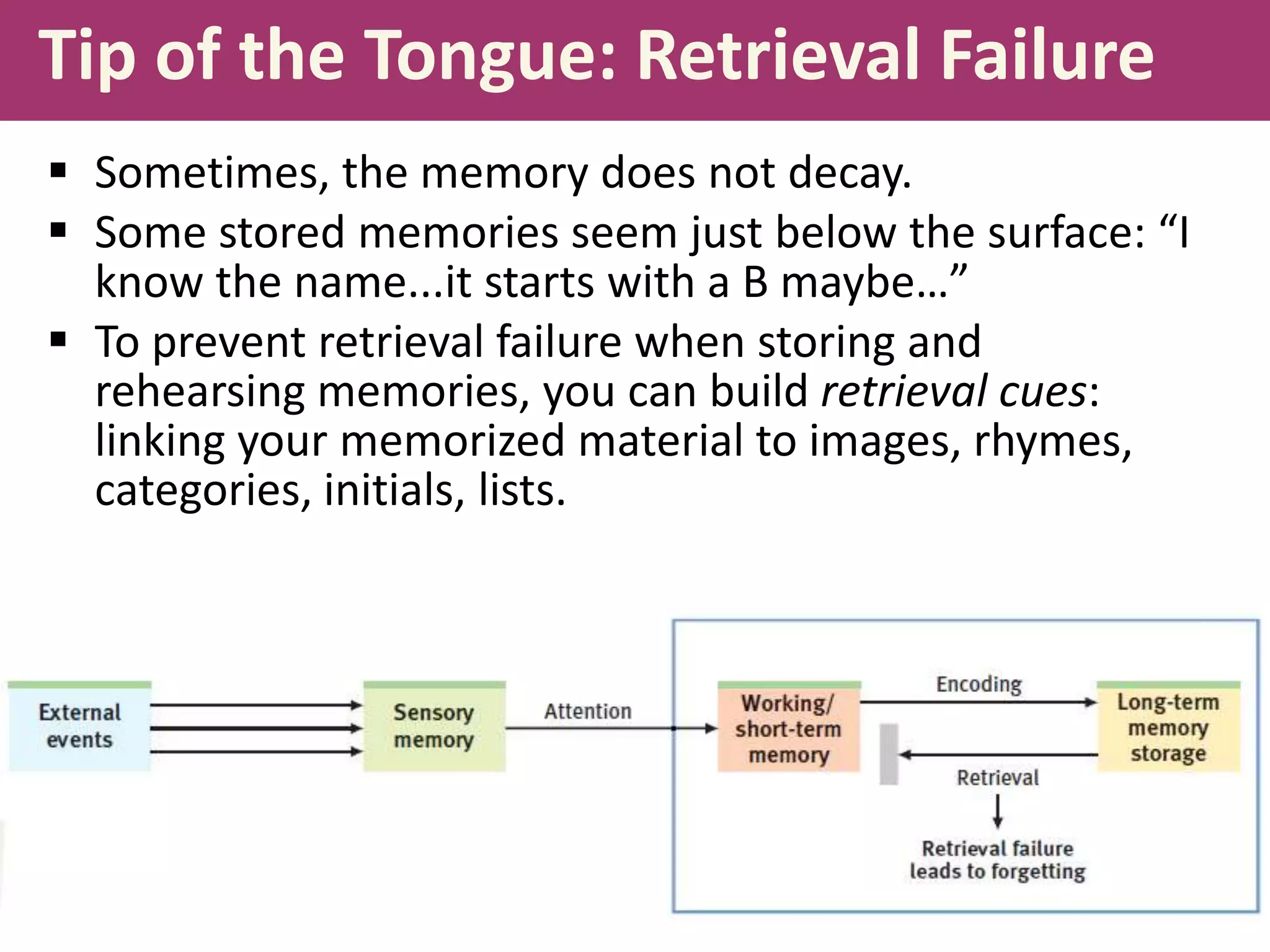 Tip of the Tongue: Retrieval Failure
 Sometimes, the memory does not decay.
 Some stored memories seem just below the surface: “I
know the name...it starts with a B maybe…”
 To prevent retrieval failure when storing and
rehearsing memories, you can build retrieval cues:
linking your memorized material to images, rhymes,
categories, initials, lists.

 
