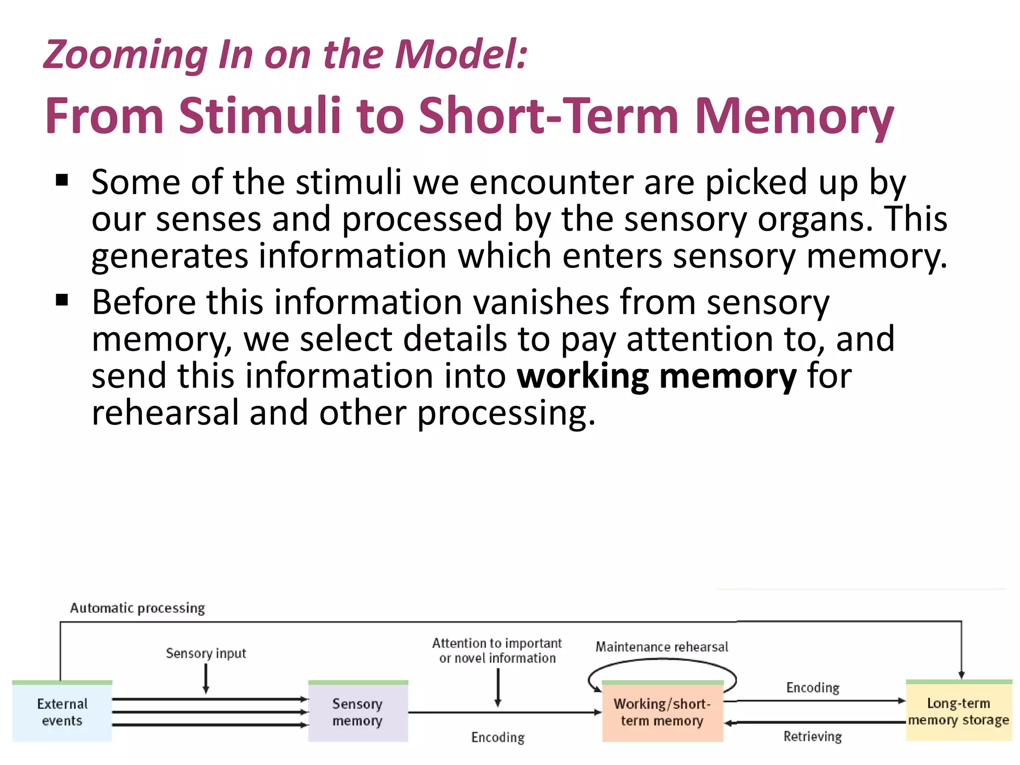 Zooming In on the Model:

From Stimuli to Short-Term Memory
 Some of the stimuli we encounter are picked up by
our senses and processed by the sensory organs. This
generates information which enters sensory memory.
 Before this information vanishes from sensory
memory, we select details to pay attention to, and
send this information into working memory for
rehearsal and other processing.

 
