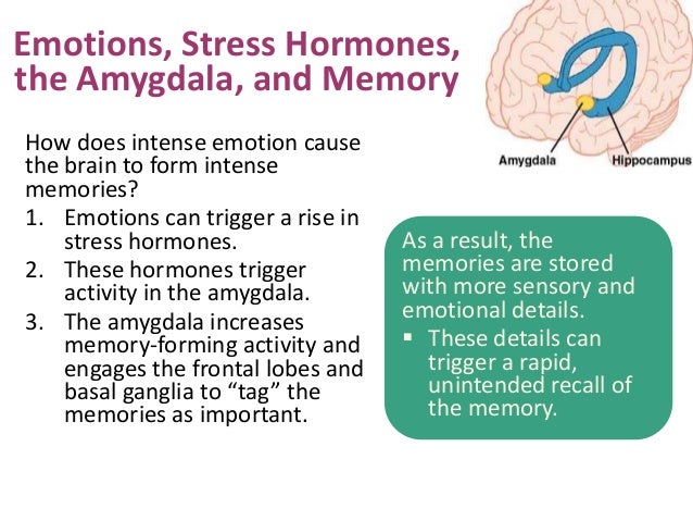 a description of infantile amnesia and its manifestation a description of infantile amnesia and its manifestation