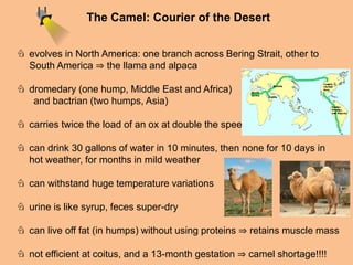 The Camel: Courier of the Desert 
♘ evolves in North America: one branch across Bering Strait, other to 
South America ⇒ the llama and alpaca 
♘ dromedary (one hump, Middle East and Africa) 
and bactrian (two humps, Asia) 
♘ carries twice the load of an ox at double the speed 
♘ can drink 30 gallons of water in 10 minutes, then none for 10 days in 
hot weather, for months in mild weather 
♘ can withstand huge temperature variations 
♘ urine is like syrup, feces super-dry 
♘ can live off fat (in humps) without using proteins ⇒ retains muscle mass 
♘ not efficient at coitus, and a 13-month gestation ⇒ camel shortage!!!! 
 