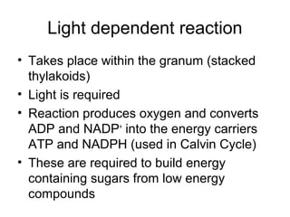 Light dependent reaction 
• Takes place within the granum (stacked 
thylakoids) 
• Light is required 
• Reaction produces oxygen and converts 
ADP and NADP+ into the energy carriers 
ATP and NADPH (used in Calvin Cycle) 
• These are required to build energy 
containing sugars from low energy 
compounds 
 