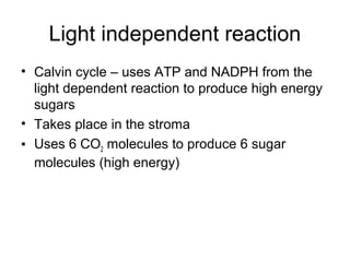 Light independent reaction 
• Calvin cycle – uses ATP and NADPH from the 
light dependent reaction to produce high energy 
sugars 
• Takes place in the stroma 
• Uses 6 CO2 molecules to produce 6 sugar 
molecules (high energy) 
 
