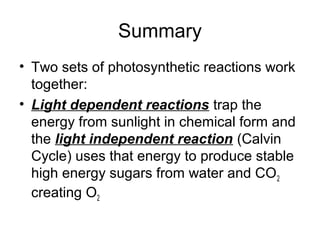 Summary 
• Two sets of photosynthetic reactions work 
together: 
• Light dependent reactions trap the 
energy from sunlight in chemical form and 
the light independent reaction (Calvin 
Cycle) uses that energy to produce stable 
high energy sugars from water and CO2 
creating O2 
