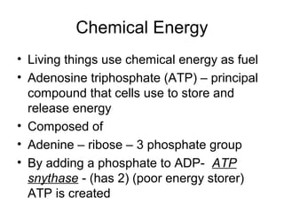 Chemical Energy 
• Living things use chemical energy as fuel 
• Adenosine triphosphate (ATP) – principal 
compound that cells use to store and 
release energy 
• Composed of 
• Adenine – ribose – 3 phosphate group 
• By adding a phosphate to ADP- ATP 
snythase - (has 2) (poor energy storer) 
ATP is created 
 