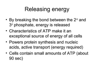 Releasing energy 
• By breaking the bond between the 2nd and 
3rd phosphate, energy is released 
• Characteristics of ATP make it an 
exceptional source of energy of all cells 
• Powers protein synthesis and nucleic 
acids, active transport (energy required) 
• Cells contain small amounts of ATP (about 
90 sec) 
 