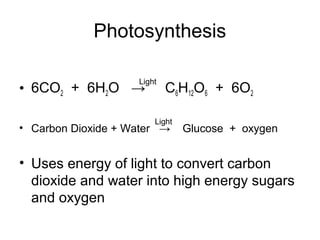 Photosynthesis 
Light 
• 6CO2 + 6H2O → C6H12O6 + 6O2 
Light 
• Carbon Dioxide + Water → Glucose + oxygen 
• Uses energy of light to convert carbon 
dioxide and water into high energy sugars 
and oxygen 
 