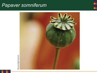 Papaver somniferum
 