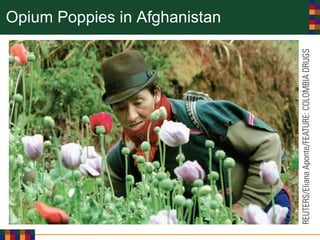 Opium Poppies in Afghanistan
 