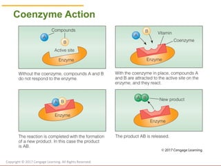 © Cengage Learning 2017
Coenzyme Action
Copyright © 2017 Cengage Learning. All Rights Reserved.
 