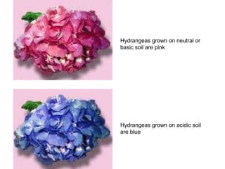 Hydrangeas grown on acidic soil
are blue
Hydrangeas grown on neutral or
basic soil are pink
 