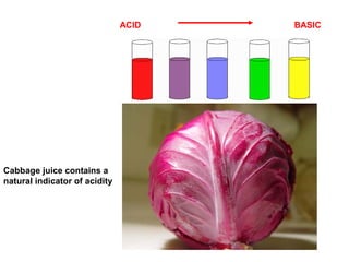 ACID BASIC
Cabbage juice contains a
natural indicator of acidity
 