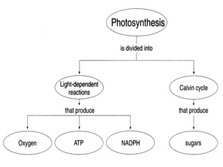 Chapter 8 2 Photosynthesis | PPT