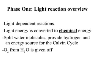 Chapter 8 2 Photosynthesis | PPT
