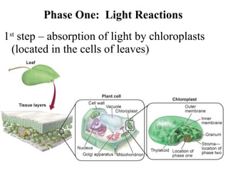 Chapter 8 2 Photosynthesis | PPT