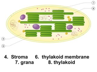 Chapter 8 2 Photosynthesis