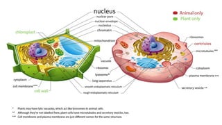 Chapter 8 cells-structure and functions class 8 science | PDF