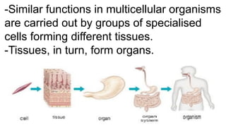 Chapter 8 cells-structure and functions class 8 science | PDF