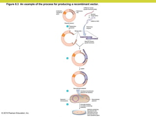 Reintegrating Vector Chapter 8.pdf