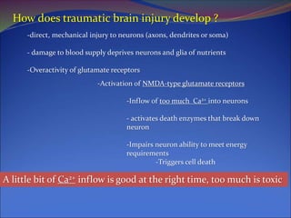 How does traumatic brain injury develop ?
-direct, mechanical injury to neurons (axons, dendrites or soma)
- damage to blood supply deprives neurons and glia of nutrients
-Overactivity of glutamate receptors
A little bit of Ca2+ inflow is good at the right time, too much is toxic
-Activation of NMDA-type glutamate receptors
-Inflow of too much Ca2+ into neurons
- activates death enzymes that break down
neuron
-Impairs neuron ability to meet energy
requirements
-Triggers cell death
 