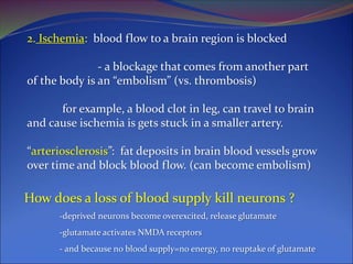 2. Ischemia: blood flow to a brain region is blocked
- a blockage that comes from another part
of the body is an “embolism” (vs. thrombosis)
for example, a blood clot in leg, can travel to brain
and cause ischemia is gets stuck in a smaller artery.
“arteriosclerosis”: fat deposits in brain blood vessels grow
over time and block blood flow. (can become embolism)
How does a loss of blood supply kill neurons ?
-deprived neurons become overexcited, release glutamate
-glutamate activates NMDA receptors
- and because no blood supply=no energy, no reuptake of glutamate
 