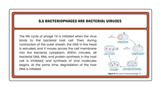 Genetic Analysis and Mapping in Bacteria and Bacteriophages | PDF