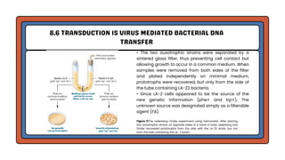 Genetic Analysis and Mapping in Bacteria and Bacteriophages | PDF
