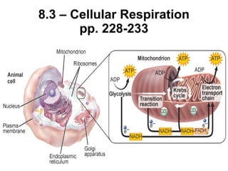 8.3 – Cellular Respiration pp. 228-233 