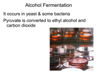 Alcohol Fermentation It occurs in yeast & some bacteria Pyruvate is converted to ethyl alcohol and carbon dioxide 