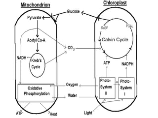 Calvin Cycle 