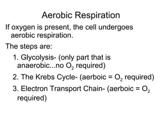 Aerobic Respiration If oxygen is present, the cell undergoes aerobic respiration. The steps are: 1. Glycolysis- (only part that is anaerobic...no O 2  required) 2. The Krebs Cycle- (aerboic = O 2  required) 3. Electron Transport Chain- (aerboic = O 2  required) 