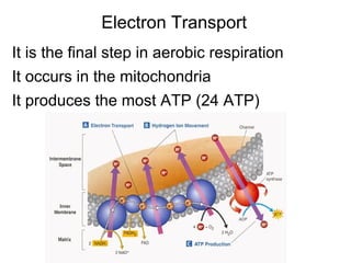 Electron Transport It is the final step in aerobic respiration It occurs in the mitochondria It produces the most ATP (24 ATP) 