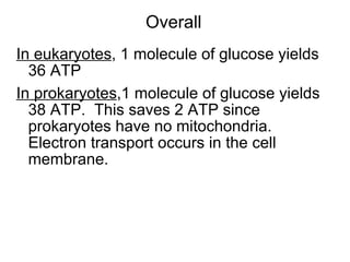 Overall In eukaryotes , 1 molecule of glucose yields 36 ATP In prokaryotes ,1 molecule of glucose yields 38 ATP.  This saves 2 ATP since prokaryotes have no mitochondria. Electron transport occurs in the cell membrane. 