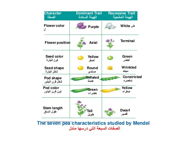 Chapter 8: Genetics [compatibility mode]
