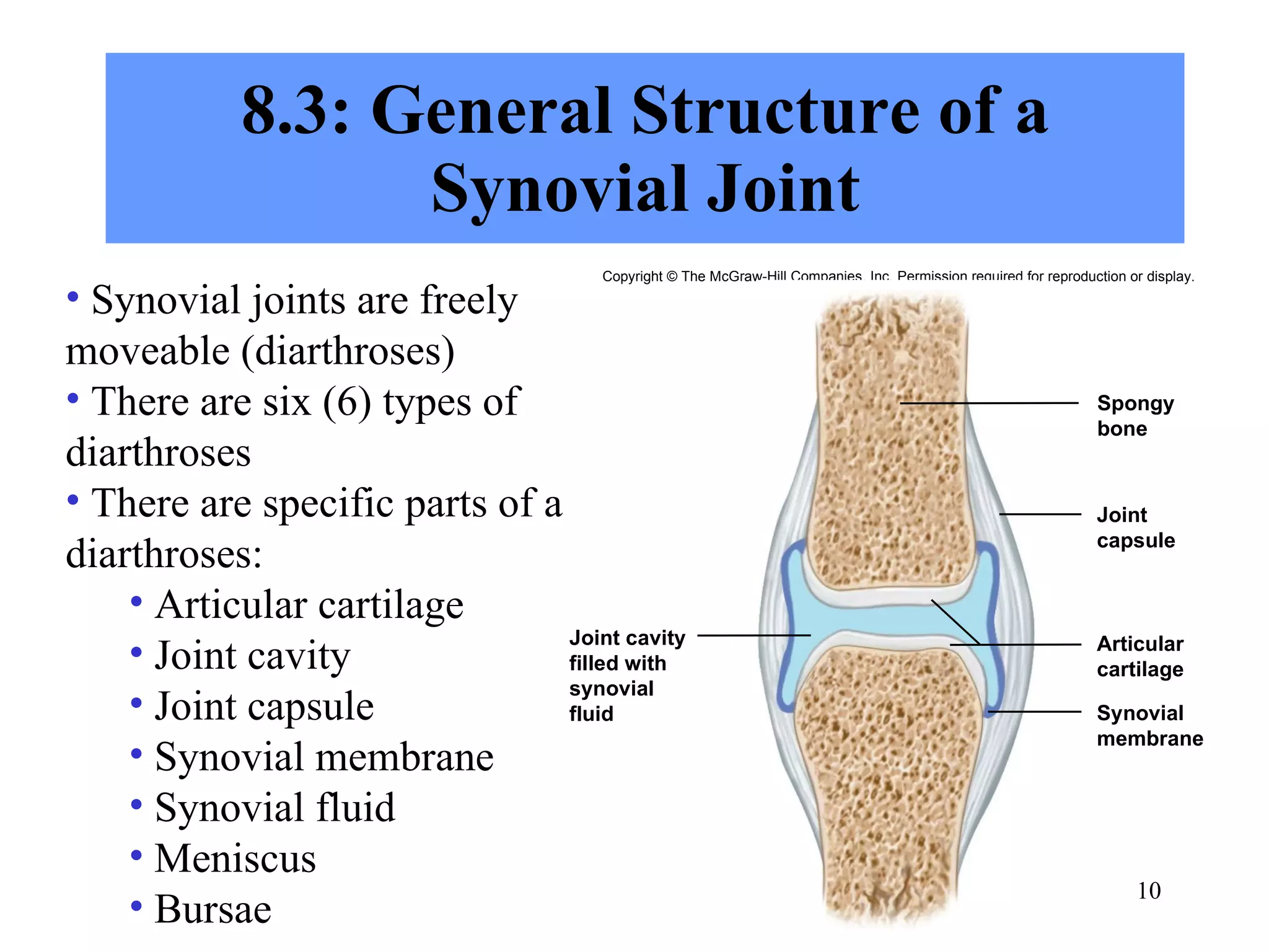 8.3: General Structure of a Synovial Joint Synovial joints are freely moveable (diarthroses) There are six (6) types of diarthroses There are specific parts of a diarthroses: Articular cartilage Joint cavity Joint capsule Synovial membrane Synovial fluid Meniscus Bursae Copyright © The McGraw-Hill Companies, Inc. Permission required for reproduction or display. Spongy bone Joint cavity filled with synovial fluid Synovial membrane Articular cartilage Joint capsule 
